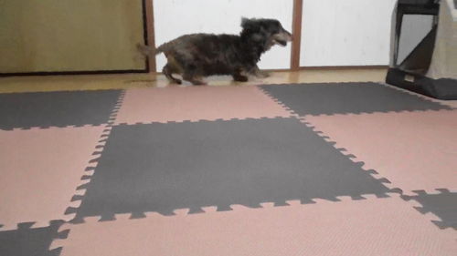 やっほ～い
