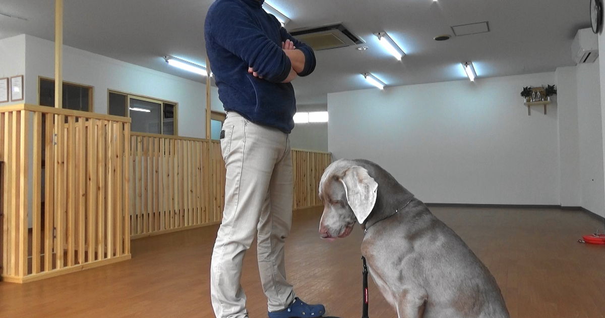 続 犬の行動 パターン２ 石川県の犬のしつけ教室 絆labo ラボ がわかるブログ