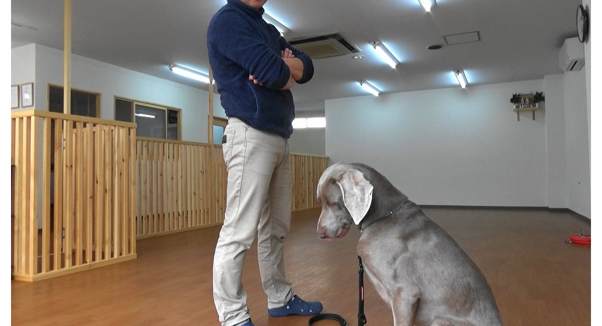 続 犬の行動 パターン２ 石川県の犬のしつけ教室 絆labo ラボ がわかるブログ