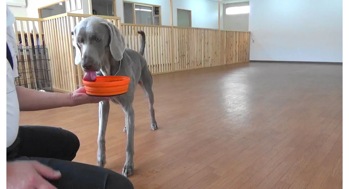 愛犬は十分水を飲んでますか 石川県の犬のしつけ教室 絆labo ラボ がわかるブログ