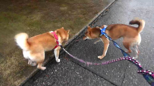 1月2日 まめちゃん テリー君 石川県の犬のしつけ教室 絆labo ラボ のギャラリー