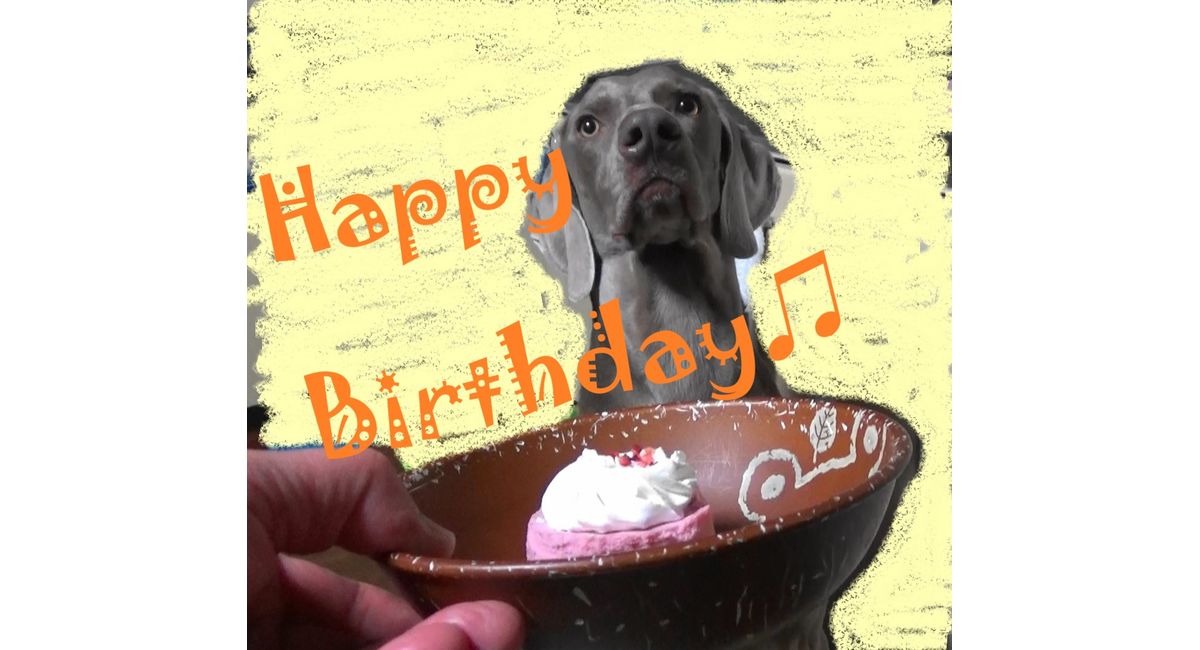 Happy Birthday 石川県の犬のしつけ教室 絆labo ラボ がわかるブログ