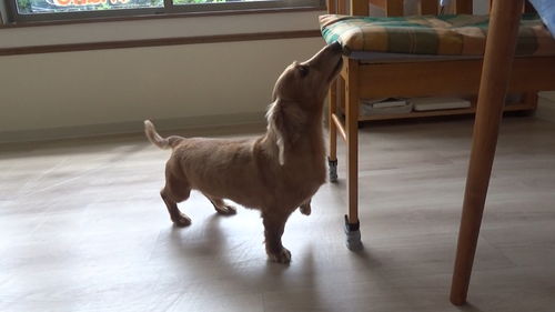 年7月11日 ゆずちゃんファミリー 石川県の犬のしつけ教室 絆labo ラボ のギャラリー